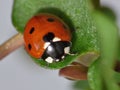 Macro close up shot of a ladybird / ladybug in the garden, photo taken in the UK