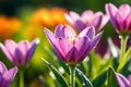 Macro Lens Photo of Dew-Kissed Flowers - Vibrant Petals Occupying Central Third of the Frame, Juxtaposed Elegance Royalty Free Stock Photo