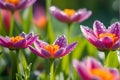 Macro Lens Photo of Dew-Kissed Flowers - Vibrant Petals Occupying Central Third of the Frame, Juxtaposed Elegance