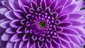 Macro lens used to capture interesting abstract purple flower Royalty Free Stock Photo