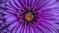 Macro lens used to capture interesting abstract purple flower Royalty Free Stock Photo