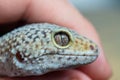 Macro of Leopard Gecko or Eublepharis head in hand. Reptile wallpaper Royalty Free Stock Photo