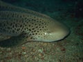 Macro Leopard shark Royalty Free Stock Photo