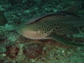 Macro Leopard shark Royalty Free Stock Photo