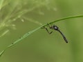 The macro of Leptogaster with prey Royalty Free Stock Photo