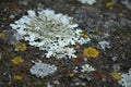 Macro of Lichen Growth on Rock