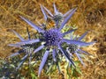 Macro life on blue wild flower