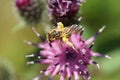 Macro light brown shaggy Caucasian wild bee Macropis fulvipes on Royalty Free Stock Photo