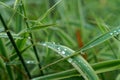 Macro light green grass