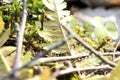 Macro light green plants in spring