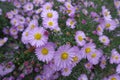 Macro of pink flowers of Michaelmas daisies in October Royalty Free Stock Photo