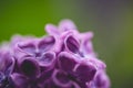 Lilac flowers macro