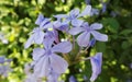 Lilac Flowers Macro