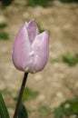 Macro of lilac tulip in the field near Amsterdam