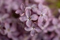 Macro of lilacs