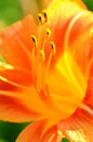Macro lilly - flower close up details Royalty Free Stock Photo