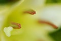 Macro lily