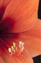 Macro of lily anthers and stigma. Royalty Free Stock Photo