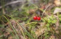 Macro of the Lily of the valley, Convallaria majalis, tree red berries on a single branch against the background of a green forest Royalty Free Stock Photo