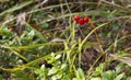 Macro of the Lily of the valley, Convallaria majalis, tree red berries on a single branch against the background of a green forest Royalty Free Stock Photo