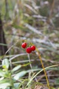Macro of the Lily of the valley, Convallaria majalis, tree red berries on a single branch against the background of a green forest Royalty Free Stock Photo