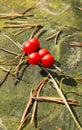 Macro of the Lily of the valley, Convallaria majalis, tree red berries on a single branch against the background of a green forest Royalty Free Stock Photo