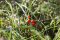 Macro of the Lily of the valley, Convallaria majalis, tree red berries on a single branch against the background of a green forest Royalty Free Stock Photo