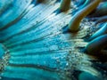 Macro lines sand and tentacles in blue sea anemone