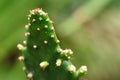 Macro of a little cacti in summer.