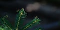 Macro of little childs European Mantis or Praying Mantis Mantis Religiosa sit on needles of Picea abies Barryi dwarf conifer.