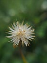 macro little dry flower beautiful on blurred of nature background