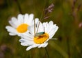 Macro of a little insect with aquamarine shimmering wings on a daisy blossom