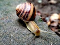 Macro a little snail on the pavement