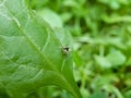 Macro of Little Spider