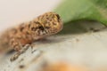 Macro of a lizard. Close up of a wall lizard. Royalty Free Stock Photo
