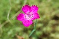 Macro lonely bright pink flower against the background of green grass Royalty Free Stock Photo