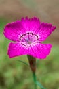 Macro lonely bright pink flower against the background of green grass Royalty Free Stock Photo