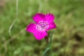 Macro lonely bright pink flower against the background of green grass Royalty Free Stock Photo