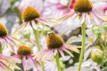 Macro of Long-horned Bee Melissodes on Double Decker Cone Flower Royalty Free Stock Photo