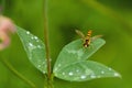 Macro of a long hoverfly on a green leaf Royalty Free Stock Photo