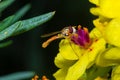 Macro of a long hoverfly Sphaerophoria scripta of the Syrphidae family on a yellow flower