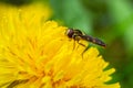 Macro of a long hoverfly Sphaerophoria scripta of the Syrphidae family on a yellow flower Royalty Free Stock Photo