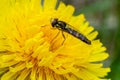 Macro of a long hoverfly Sphaerophoria scripta of the Syrphidae family on a yellow flower Royalty Free Stock Photo