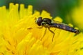 Macro of a long hoverfly Sphaerophoria scripta of the Syrphidae family on a yellow flower Royalty Free Stock Photo