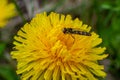 Macro of a long hoverfly Sphaerophoria scripta of the Syrphidae family on a yellow flower Royalty Free Stock Photo