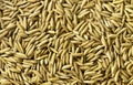 Macro of long paddy rice grains. Close up of yellow gold rice can use for background and texture. Pile of natural rice realistic