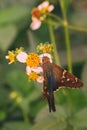 Long Tailed Skipper Collecting Pollen Royalty Free Stock Photo