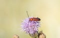 Macro of a Longhorn Beetle Batyle suturalis Feeding on Thistle Pollen