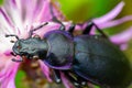 Macro of longhorn beetle, Prionus coriarius on violet blossom flower