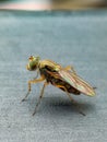 Longlegged Fly Medetera Dolichopodidae in close view Royalty Free Stock Photo